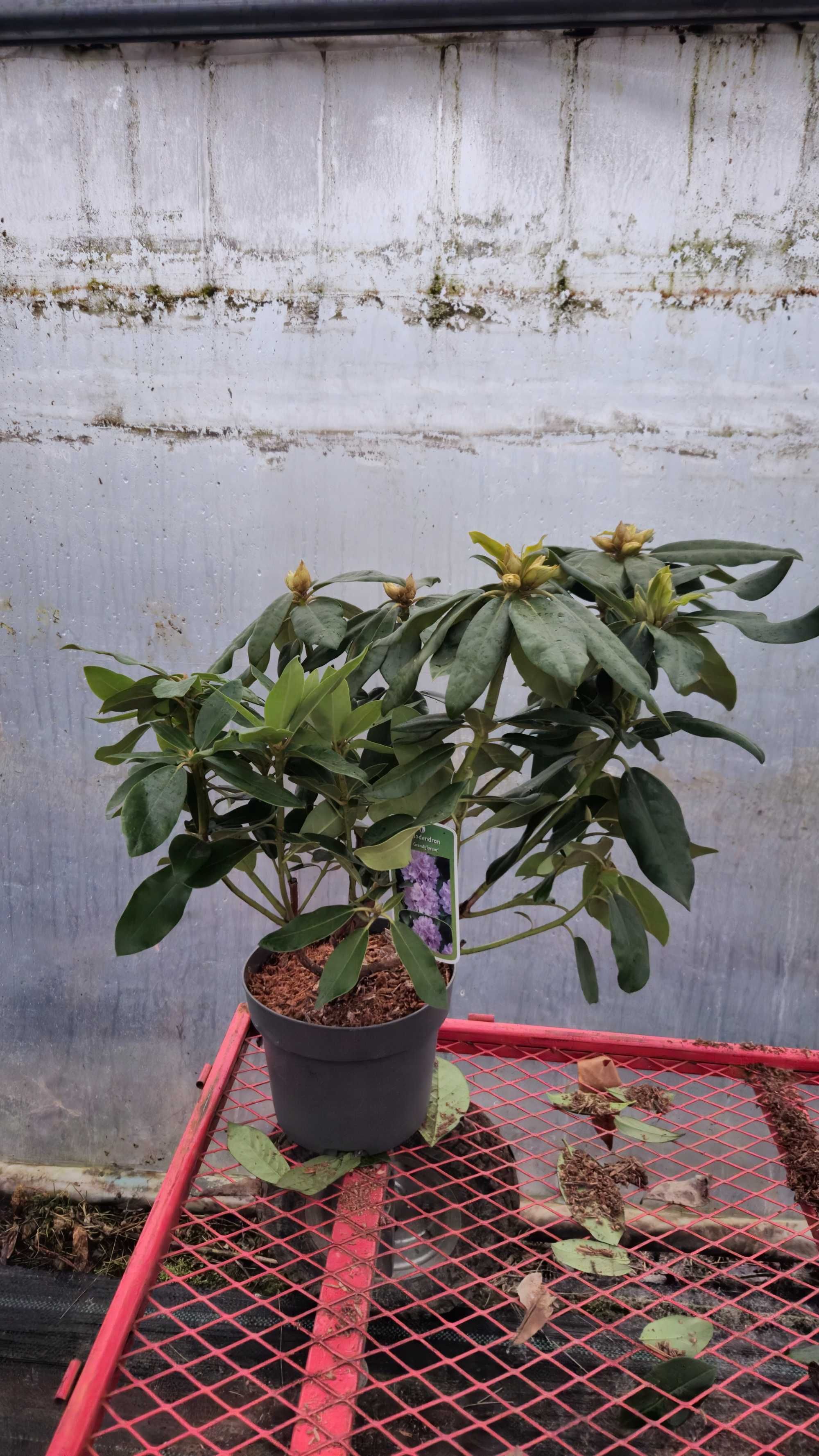 Rododendron 50-60 cm w donicy 4 litrowej