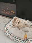 Bichpoo hybryda ras -,pudel toy chiny, bichon frise..DO ODBIORU.