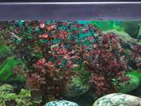 Roślina akwariowa Ludwigia mini super red