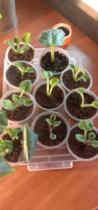 Детки, ластики фиалок. Фиалки Сенполии сортовые