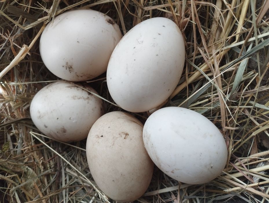 Яйця качок мускусних(шипунів) 30 грн.