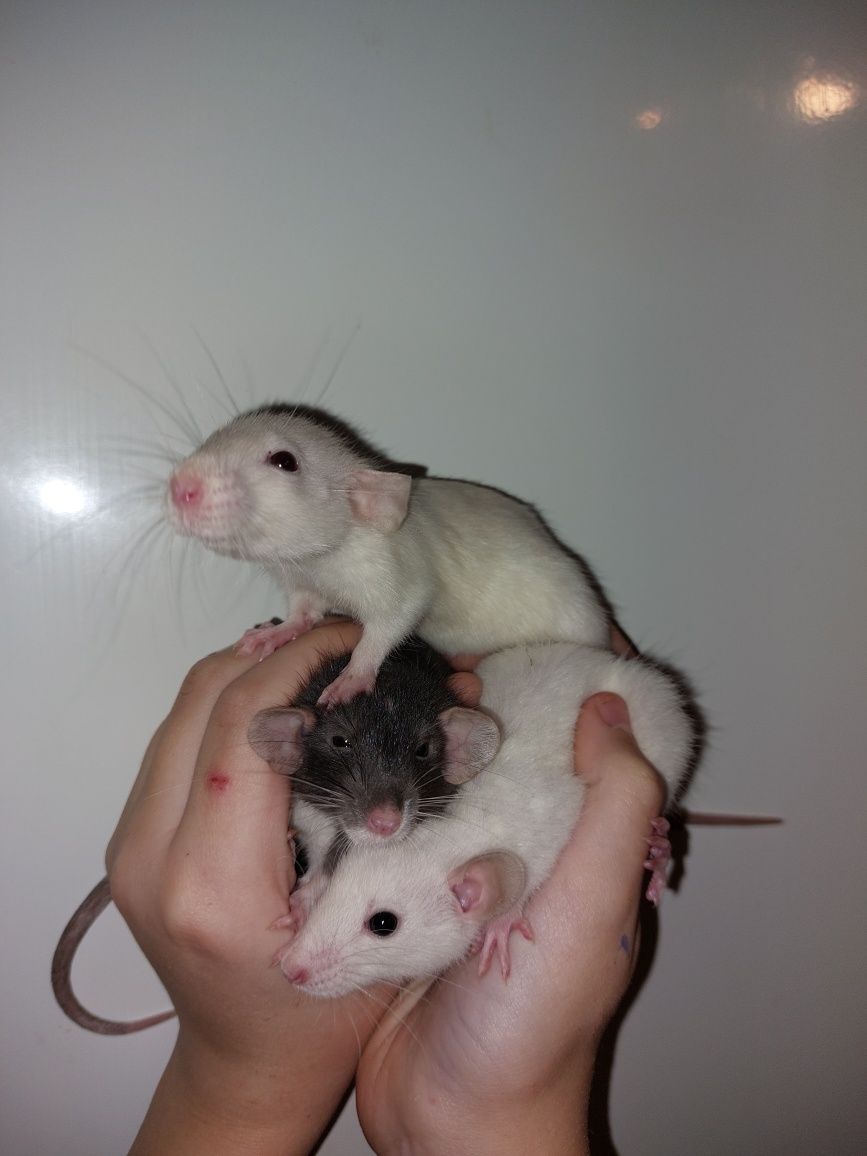 Самки дамбо крыски / пацюки . Дамбоухие крисята