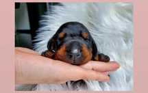 * Doberman Europejski * Hodowla * Neverland Ranch Kennel * Suczka *
