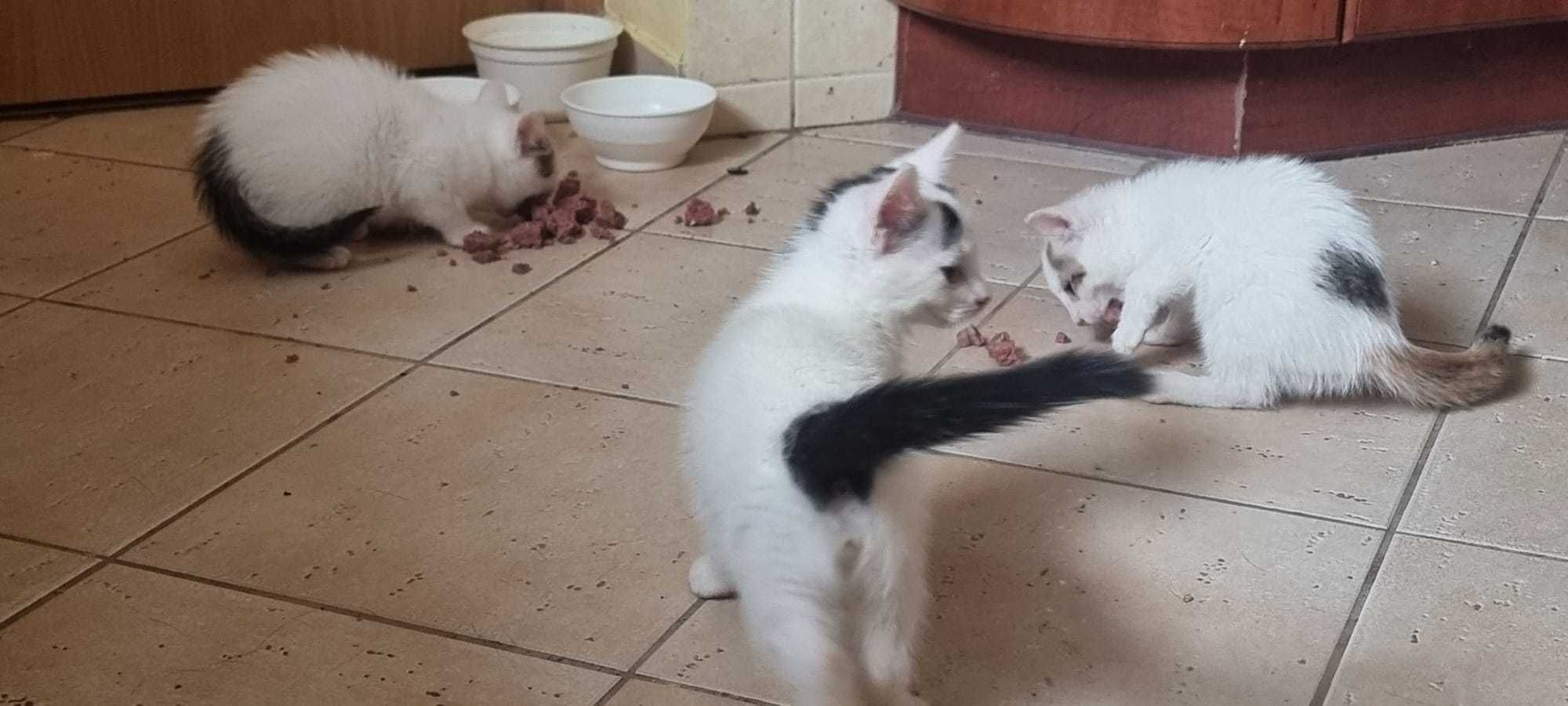 Kotki do adopcji ur.5.5.2025