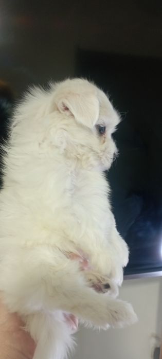 Продаються щенки мальтезе