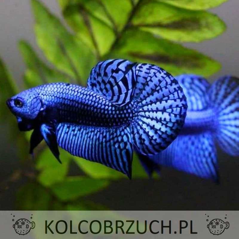 Bojownik alien - odmiana NIEBIESKA - PARA - 2 sztuki - BETTA - RARYTAS