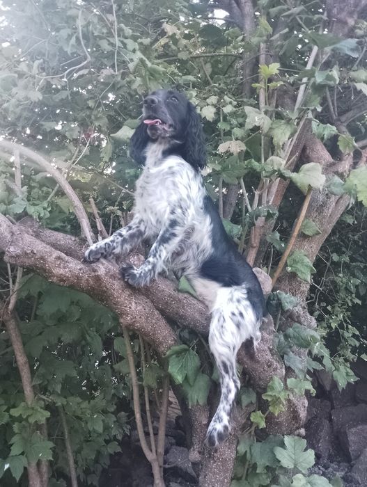 Спаніель собачки