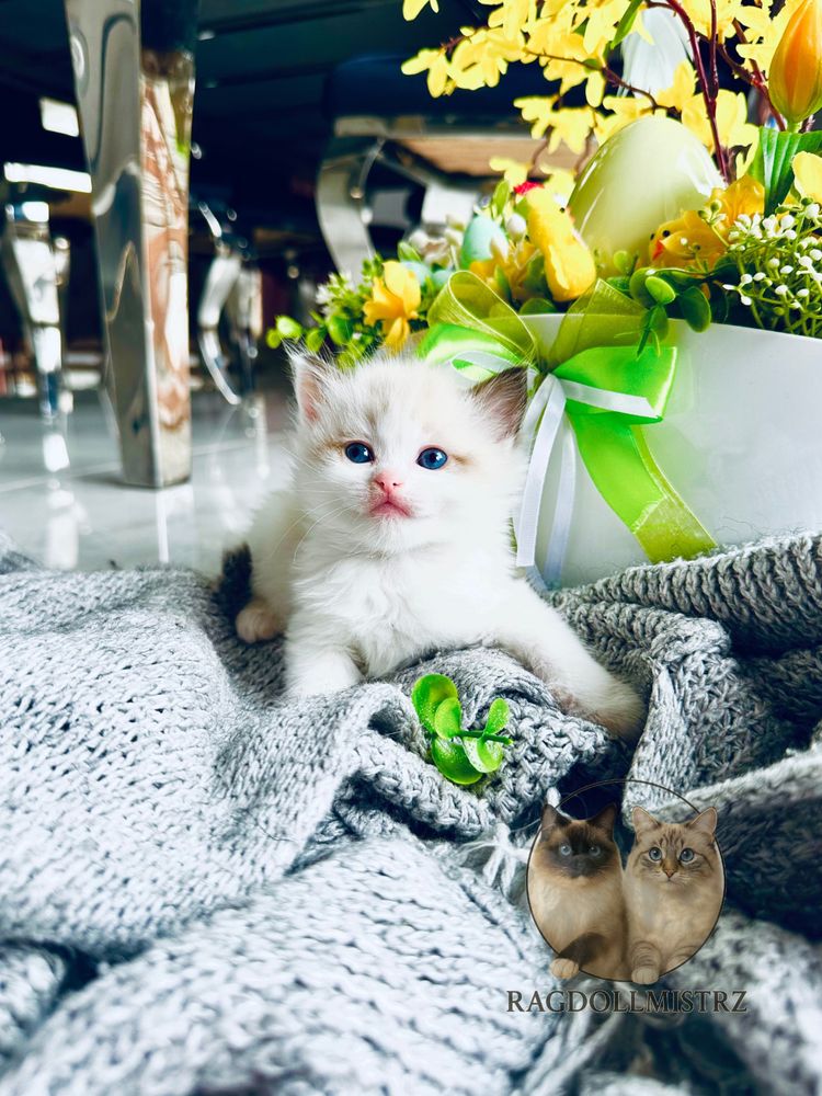 Puchata koteczka ragdoll