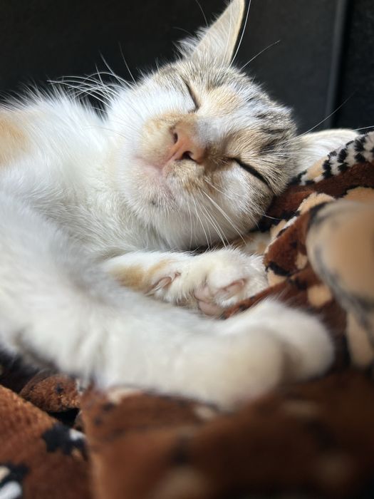 Кішечка у добрі руки