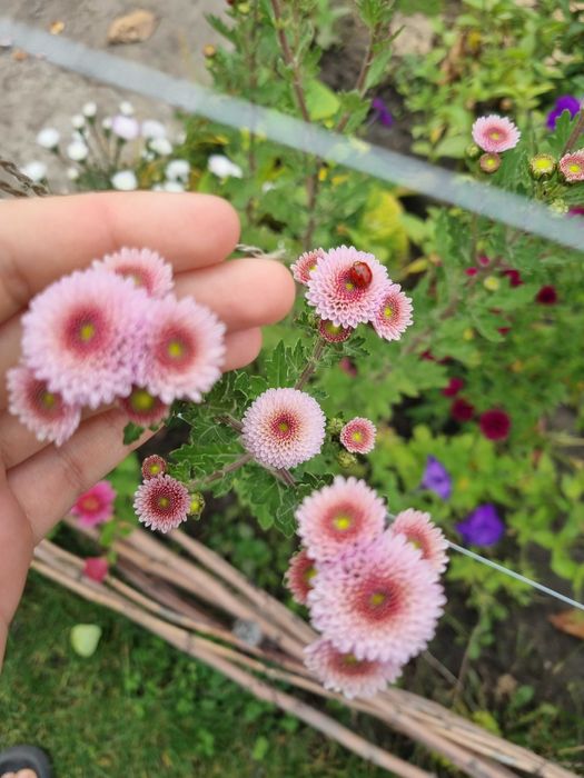 Набор хризантем саженцы