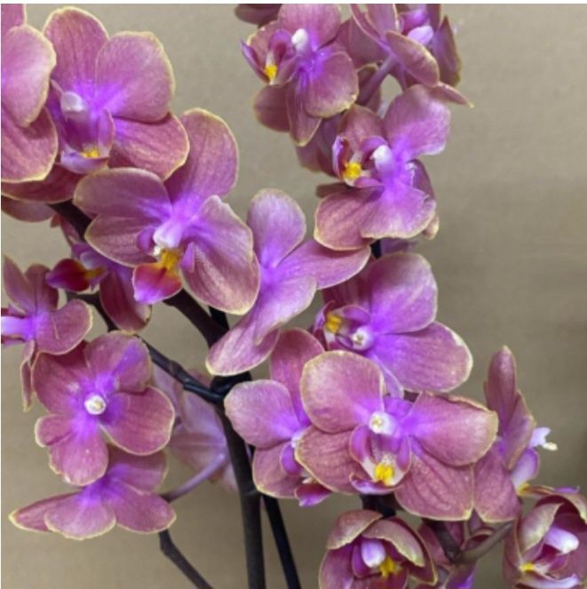 Орхидея  Dusty Belle ароматна, листя в крап, підліток