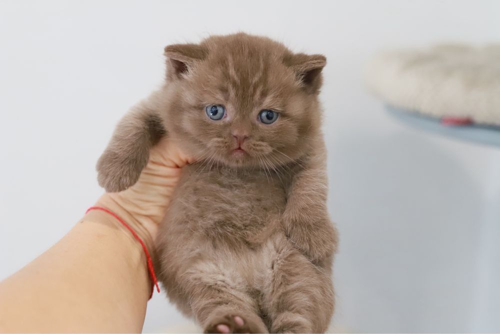 Macho British  Shorthair Chocolate