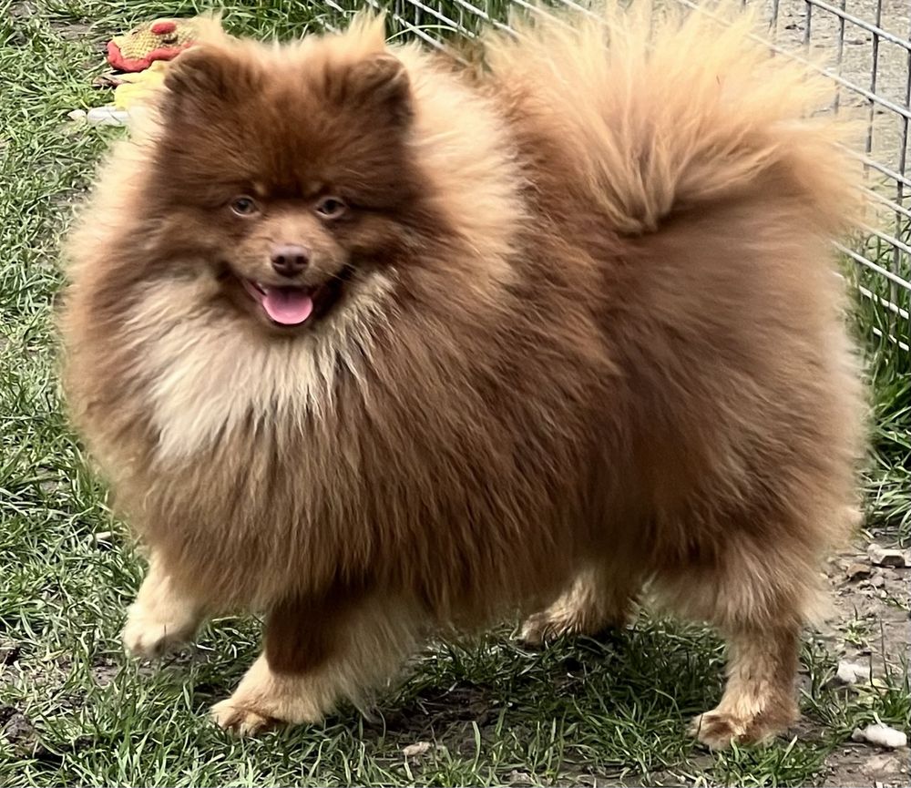 Szpic mały,szpic miniaturowy,pomeranian-choco tan