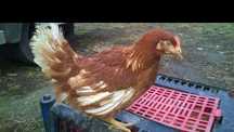 Ferma sprzeda kury W37