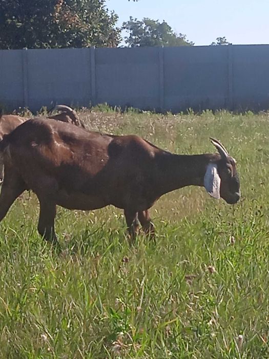 Продам кіз  50%  87.7%та 93.5  97.5% Англо Нуб підрощенних та дойних.