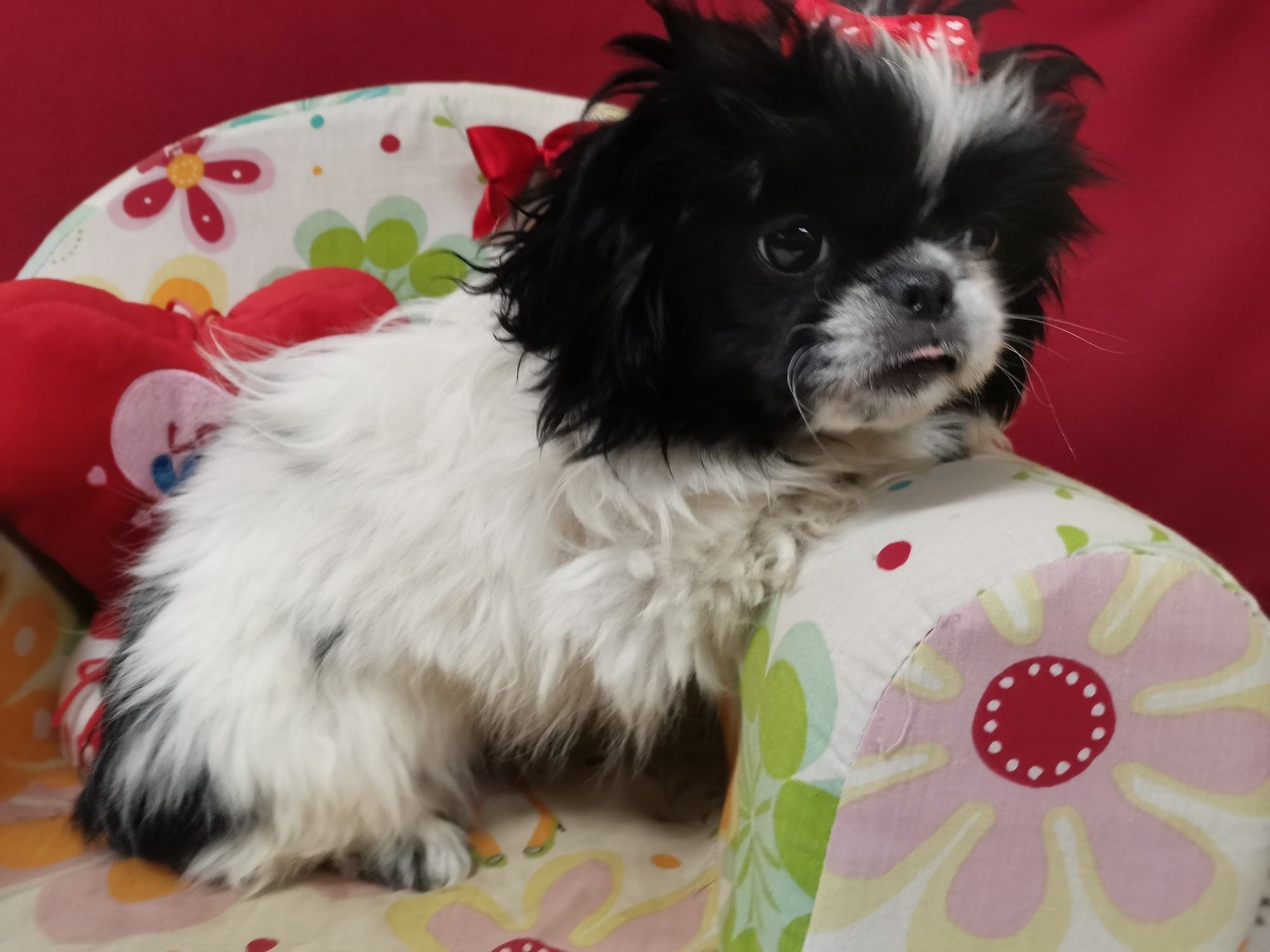 Szczeniak Pekińczyk Nie Shih Tzu