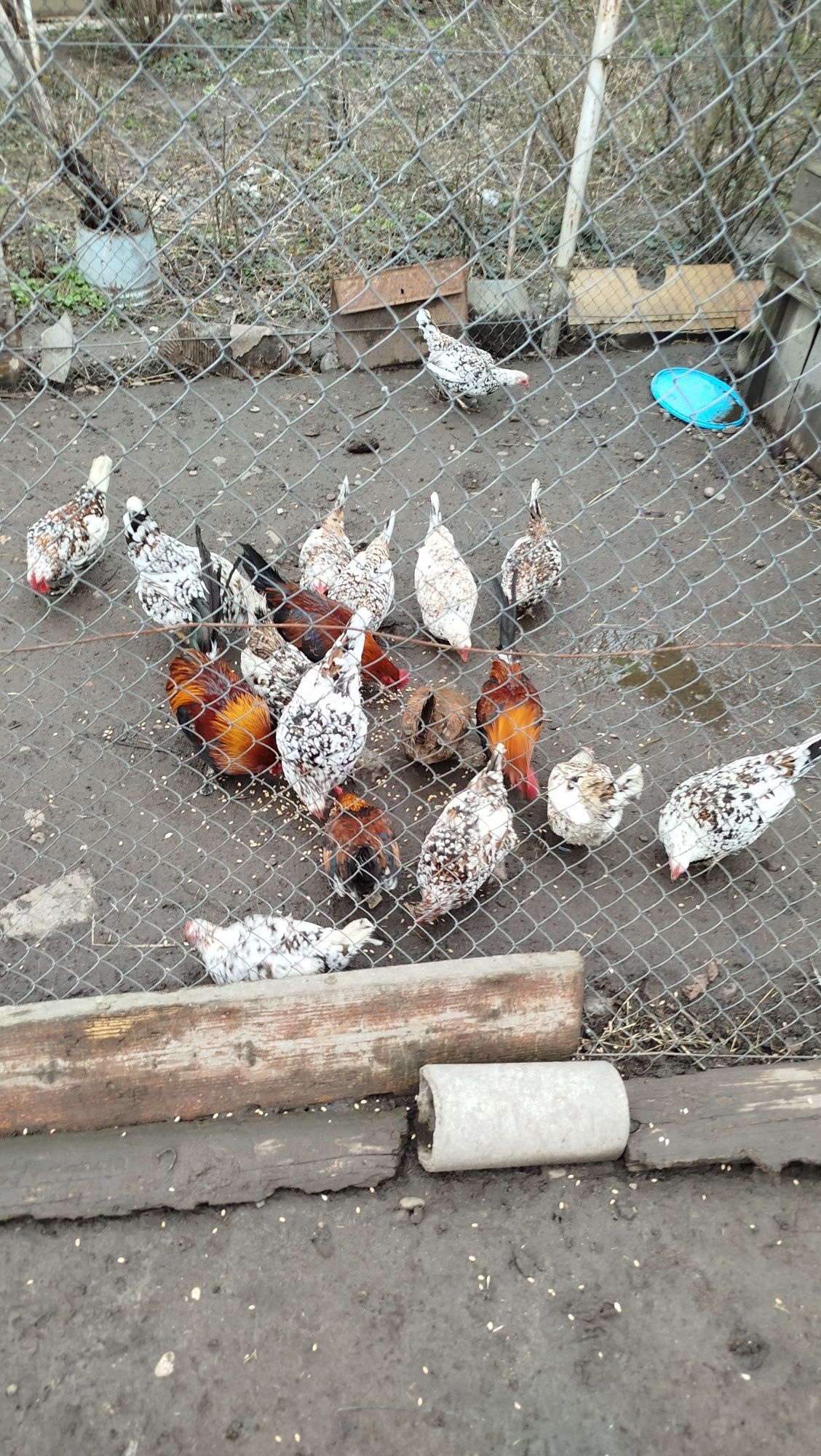 Продам кури американки