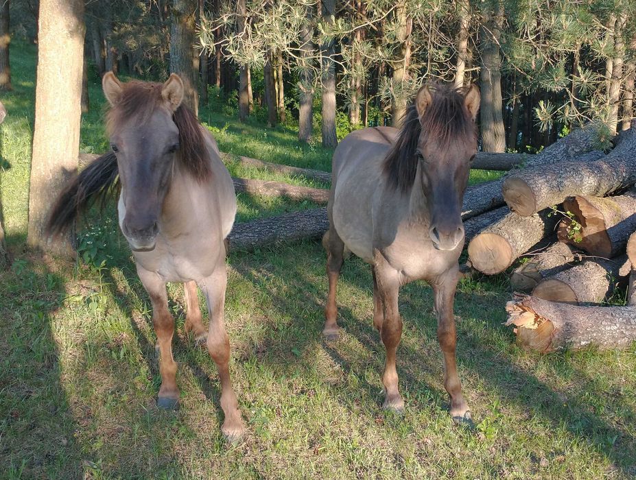 Konik polski / konik polski klaczki / koniki polskie klaczki 3500zł
