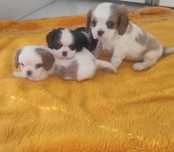 Cavalli King Charles spaniel