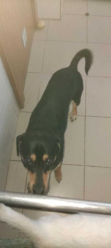 Cachorrinho 4 meses + canito com 1 ano - para adopção