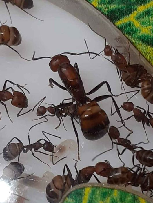 Camponotus nicobarensis kolonia mrówek królowa  + 10-15 robotnic + pot