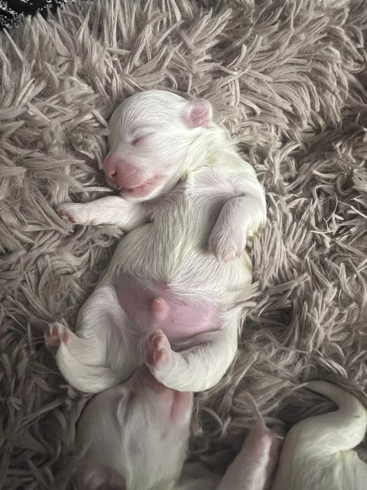 Maltańczyk - zaprasza Nowych Rodzicow