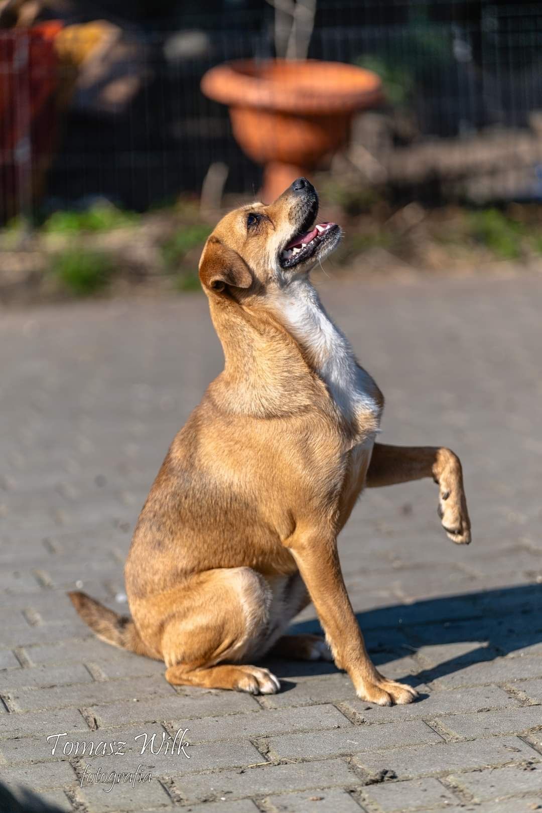 Pilnie do oddania do adopcji niunia cudowna suczka