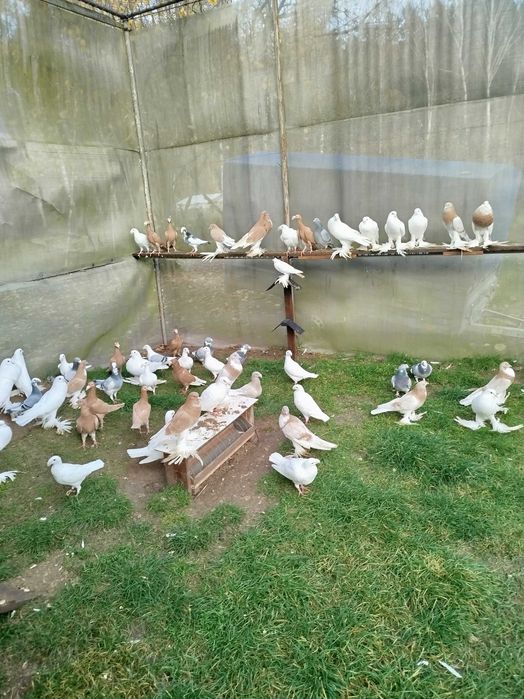 Gołębie Garłacze Pomorskie Kariery Rzeszowskie Niemiecki Wystawowy