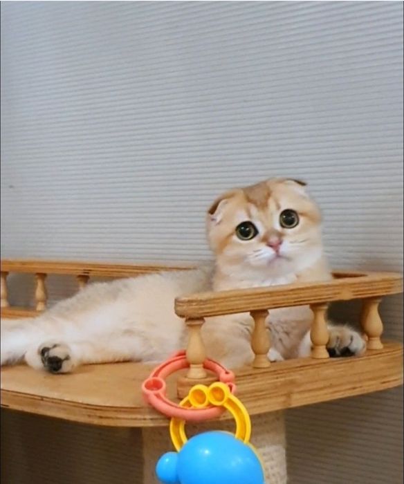 Золотий шотландський вислоухий котик фолд