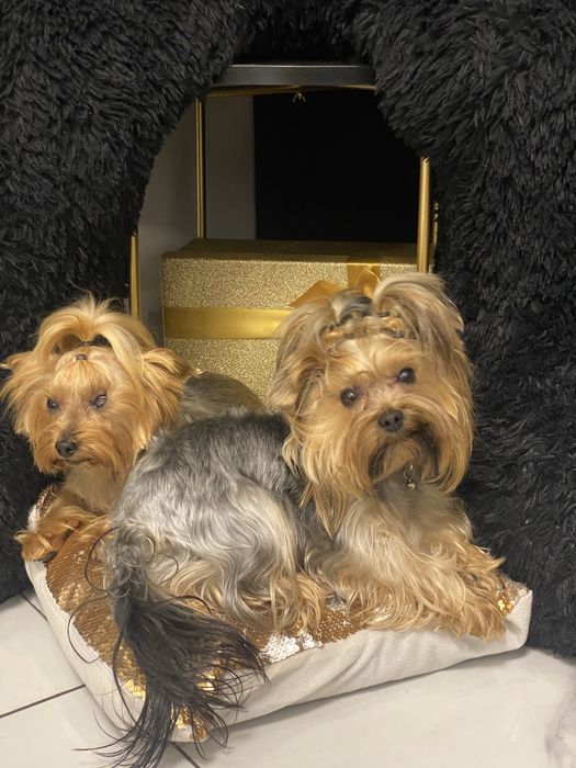 Розкішна мікро дівчинка yorkie baby fase