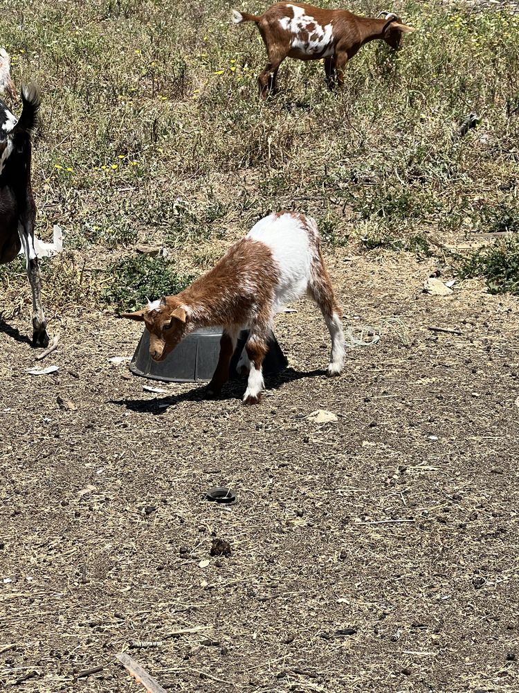 Vendo cabras e chibos