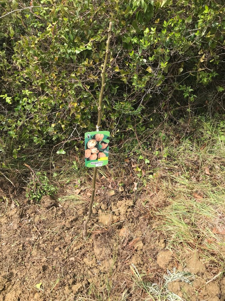 Terreno rustico em Mafra
