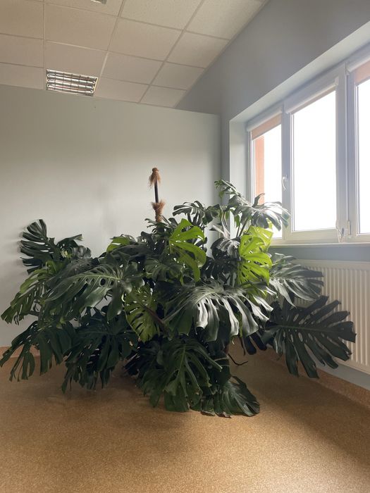 Monstera kwiat okazała