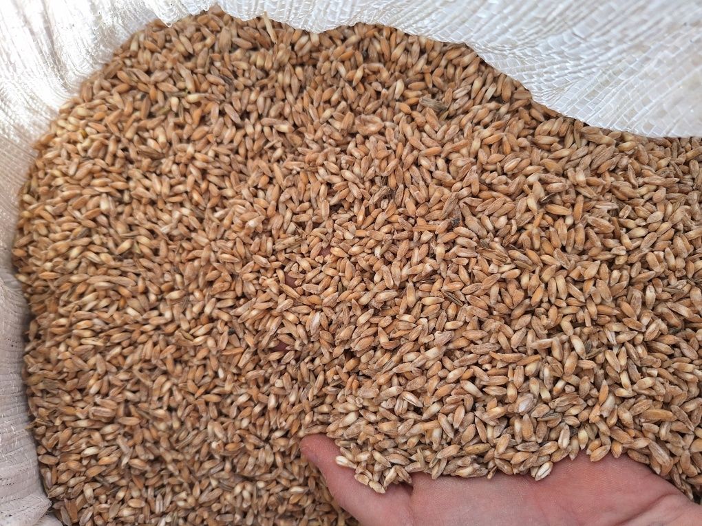 Ekologiczna mąka orkiszowa pełnoziarnista Ostro – 10 kg