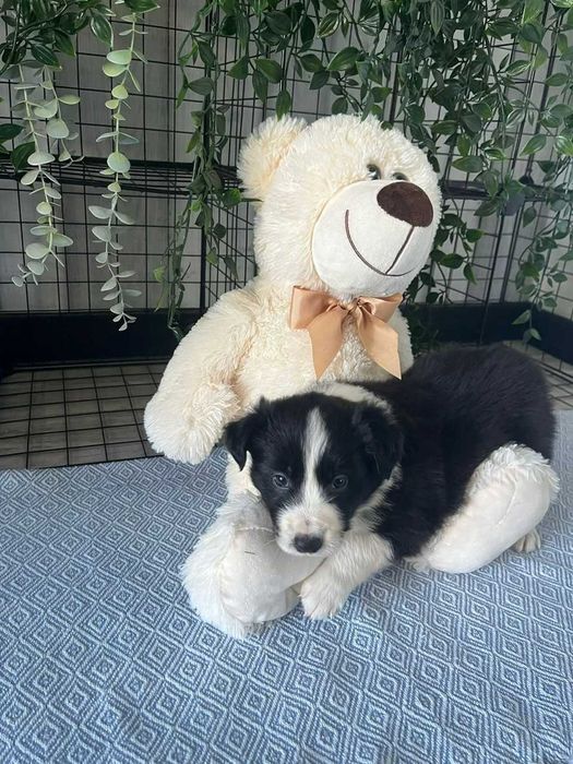 Border Collie - piesek
