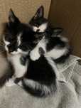 Entregarei os gatinhos em boas mãos.