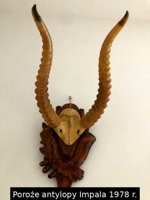 Poroże antylopy impala – dekoracja ścienna vintage