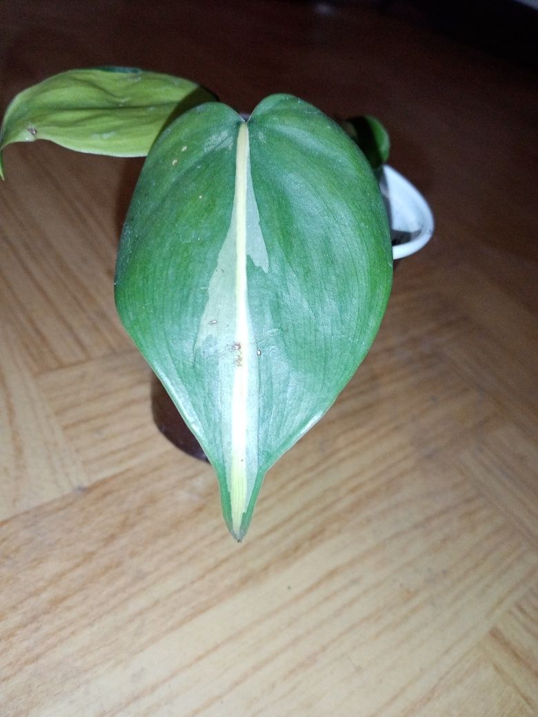 Philodendron brasil.