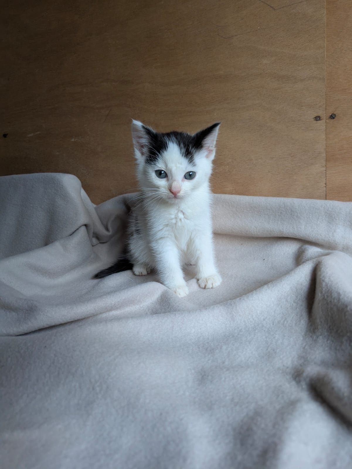 Mały Kotek Kot do adopcji