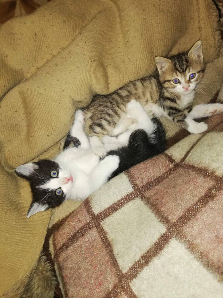 Віддамо кошенят в добрі руки