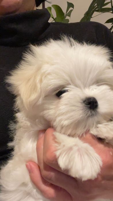 Przebadany piesek Maltanczyk z rodowodem ZKwP