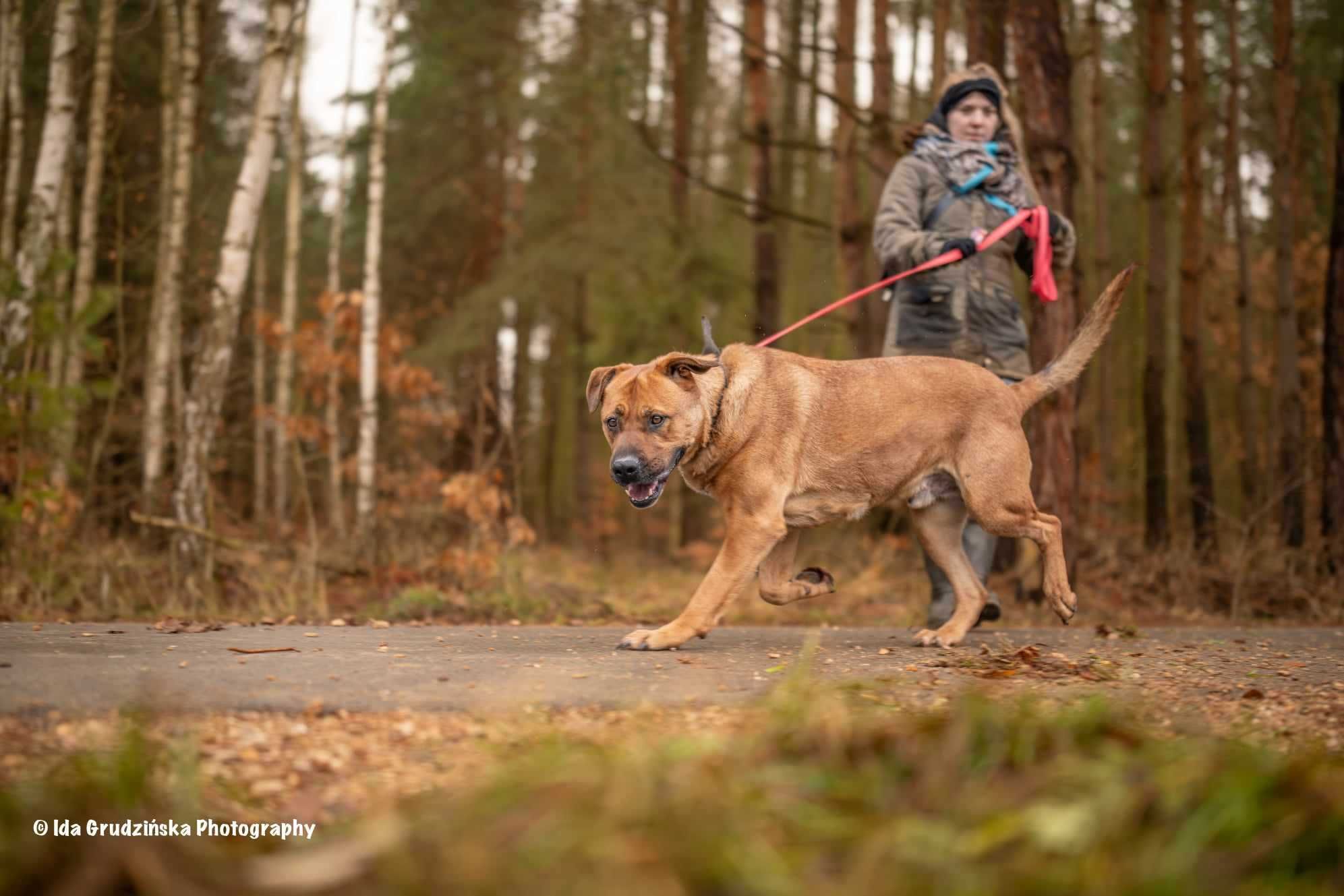 BUDDY Tosa inu mix do adopcji, duży, majestatyczny psiak szuka rodziny