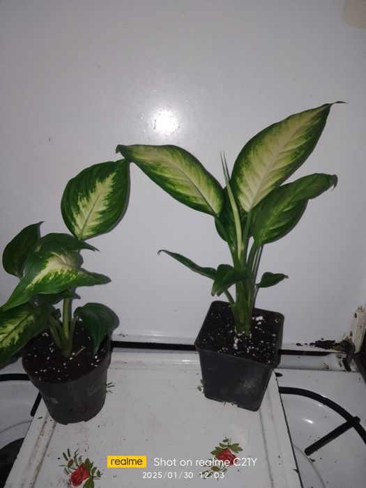 Фатсія,Спатіфілум крисивої варієгатності і інші рослини.і