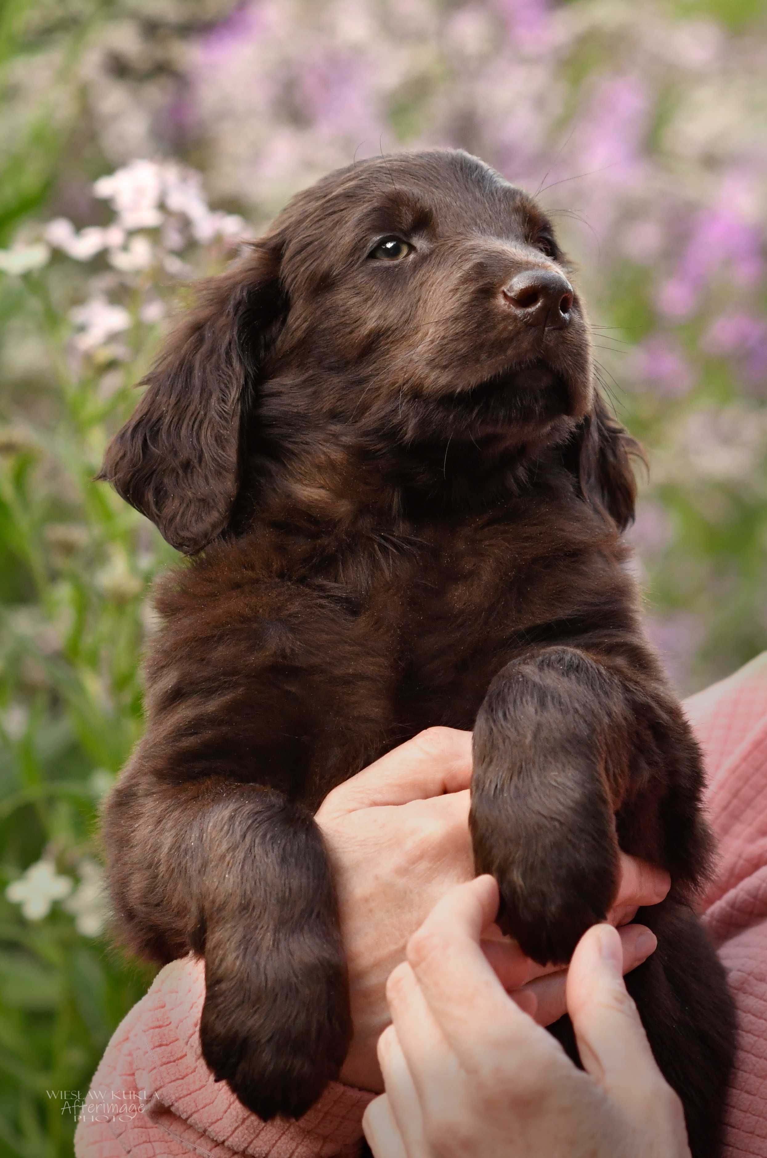 Flat-Coated Retriever-wątrobiana suczka