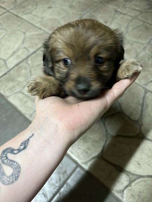 Szczeniaki oddam w dobre rece