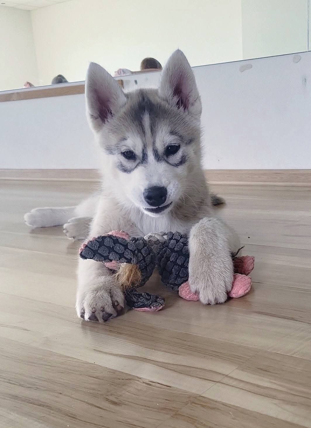 Śliczna Sunia Siberian Husky zkwp fci po champion