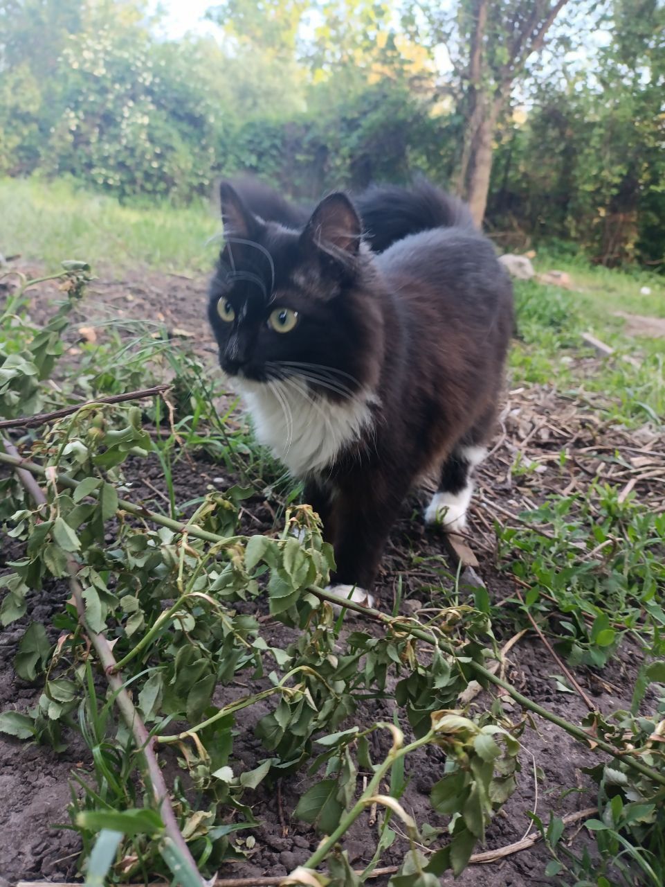 Бесплатно котята
