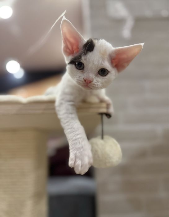 Przepiękna kotka hodowlana  Devon Rex FPL