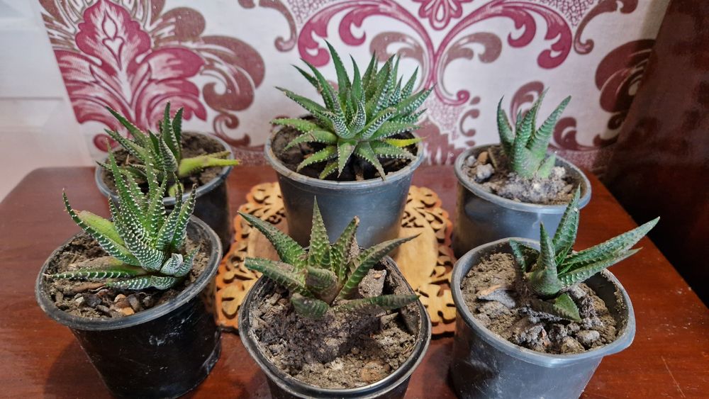 Хавортія limifolia ліміфолія