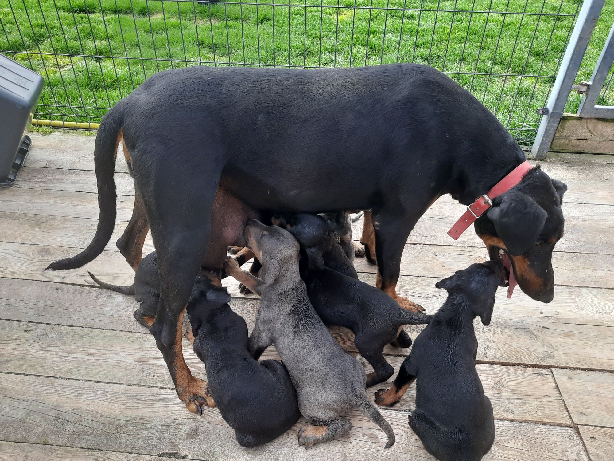 Szczeniak doberman czystej rasy DO ODBIORU